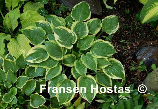 Hosta Everlasting Love